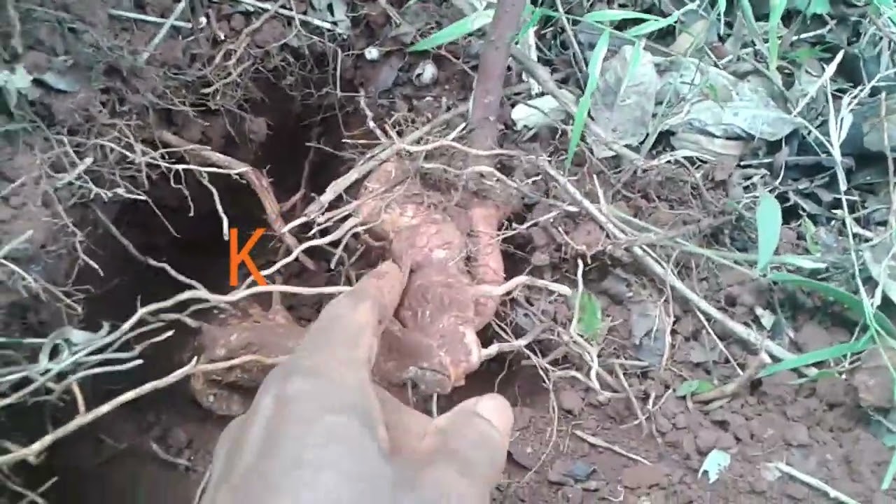 Reaping my Chaney Root in my Jungle 🌳 Jamaica .