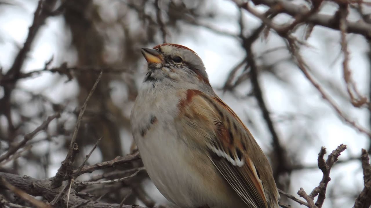 American Tree Sparrow singing. 