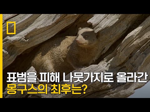 표범을 피해 나뭇가지 위로 올라간 아기 몽구스의 최후는?