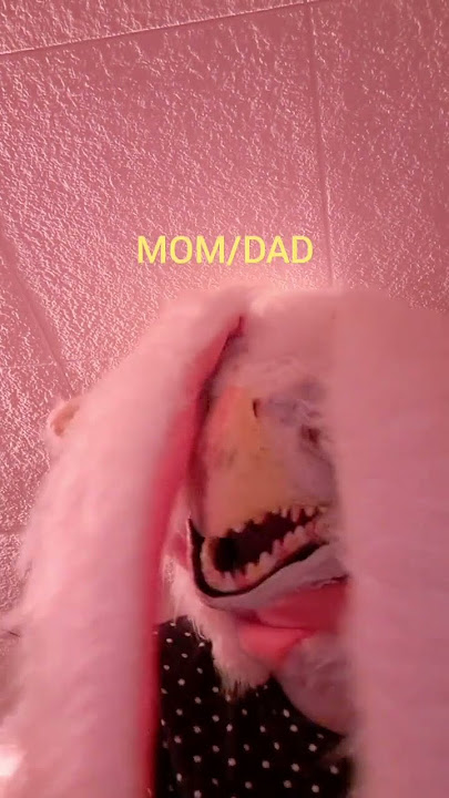 pov: your parents tell you about when they where younger