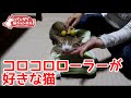 コロコロローラーが好きな猫。猫マッサージでご満悦です。The cat which is delighted by cat massage