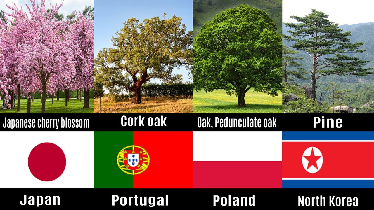National Tree From Different Countries | # ...