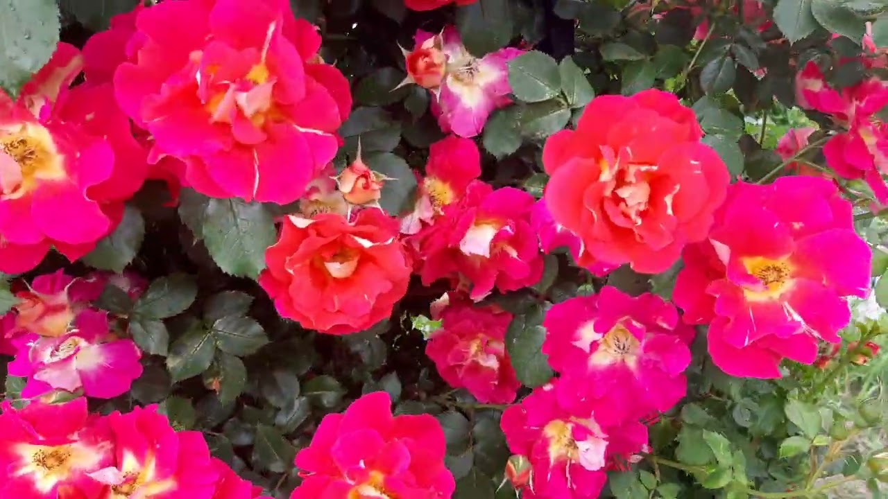 Роза Баяццо ( Ваjazzo) и Ди ди Бриджуотер