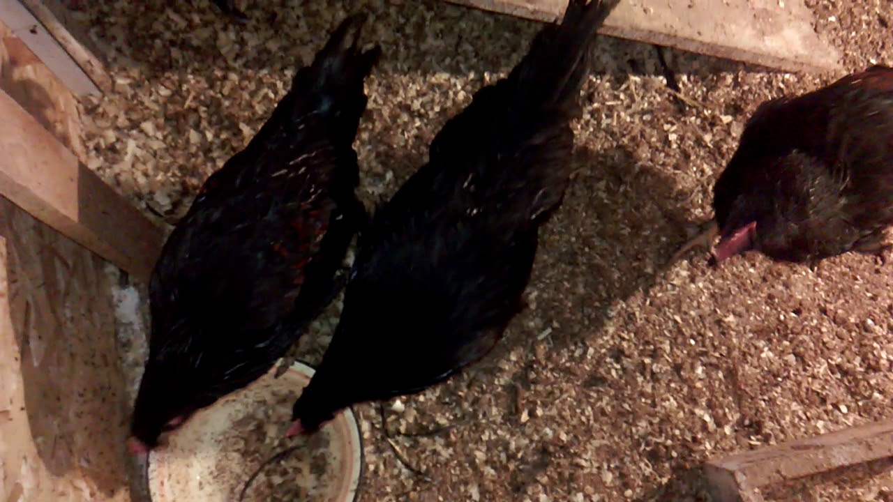 Обычный день в моем хозяйстве. sharingbox