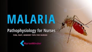 Malaria, How People Get Malaria (Transmission): Nursing Pathophysiology