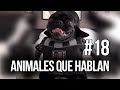 Animales que hablan 18  carlos roca carlosrocalocutor