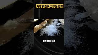 霜花：海冰表面长出冰晶'花瓣'，