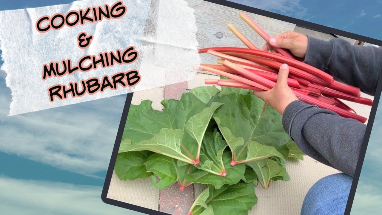 Cooking and Mulching With Your Spring Rhubarb YouTube