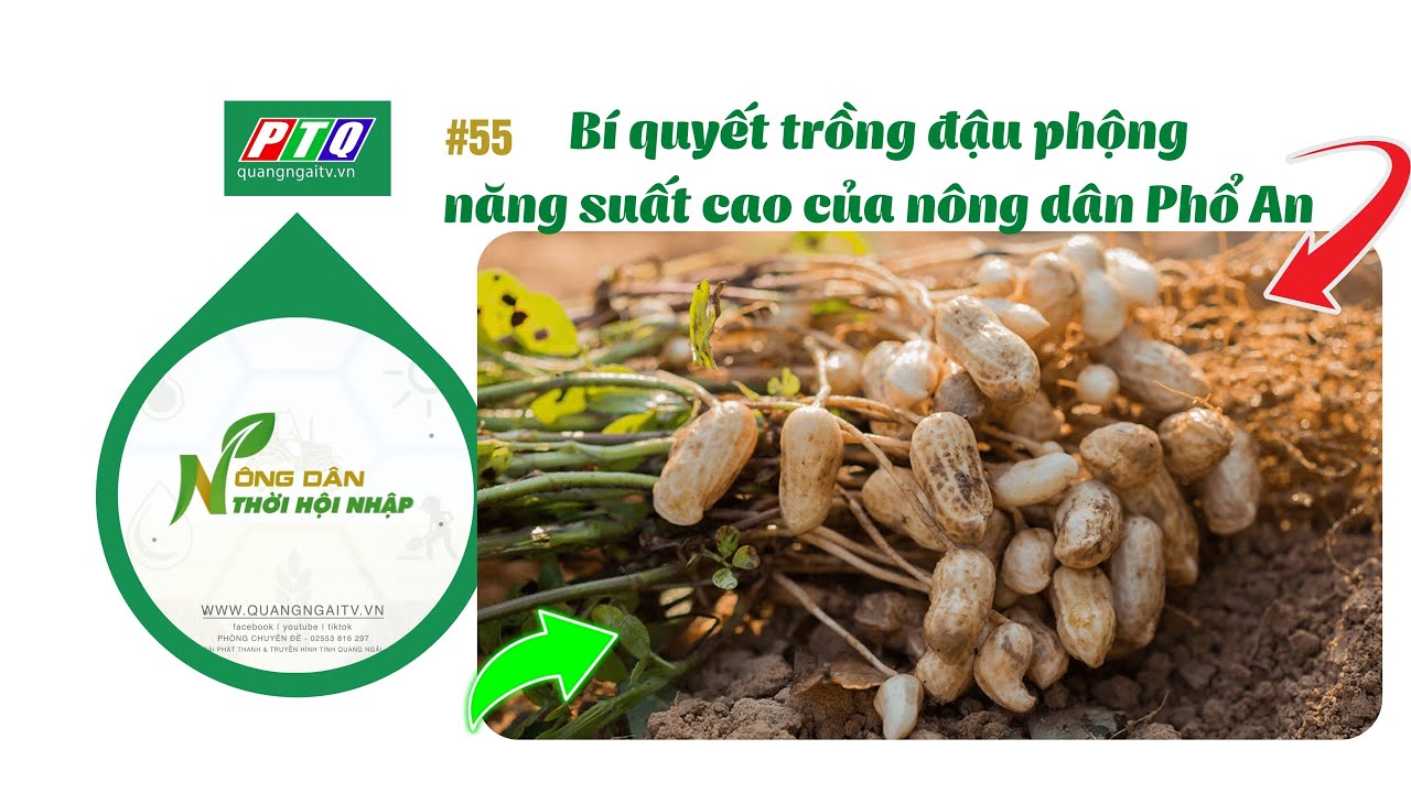 Bí quyết trồng đậu phộng đạt năng suất cao của nông dân Phổ An