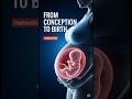 Life in the Womb: 3D Medical Animation of Fetal Development #short