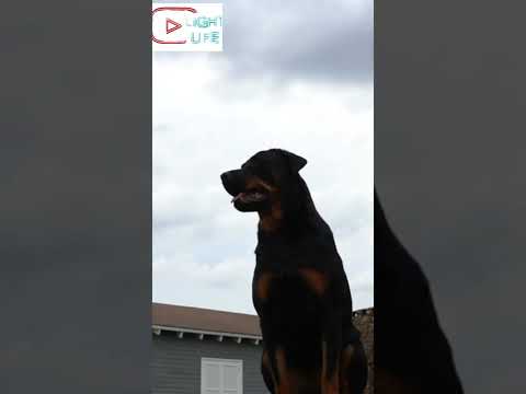 كلاب الروت وايلر في 15 ثانية 