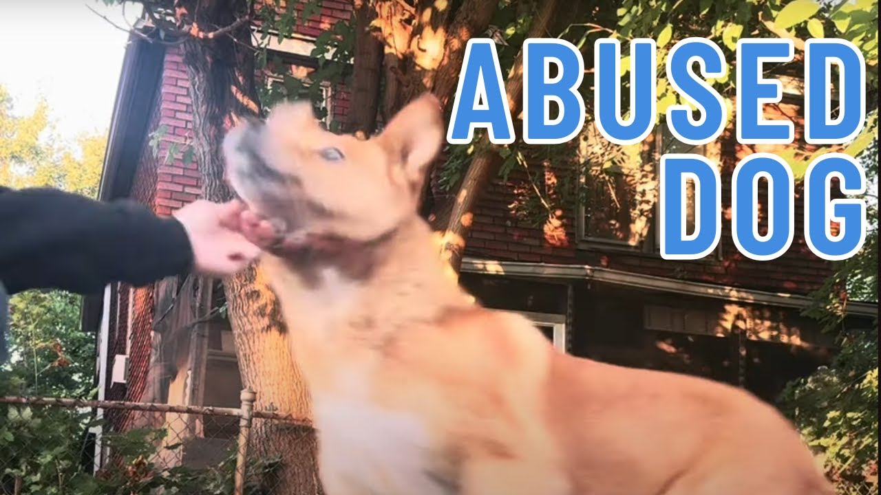 Abandoned and Forsaken: Heartbroken Dog Who Lost Trust but Found Hope ...