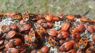 The Firebug (Pyrrhocoris apterus)