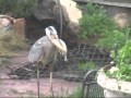 NATURE IN OUR BACK YARD - THE HERON