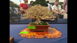 Shohin en la 10th Word Bonsai Convention 2026, Malaysia