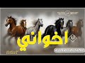 شيلة اخواني اخواني احزام جنبي وسندي شيلة اخواني مدح 2026