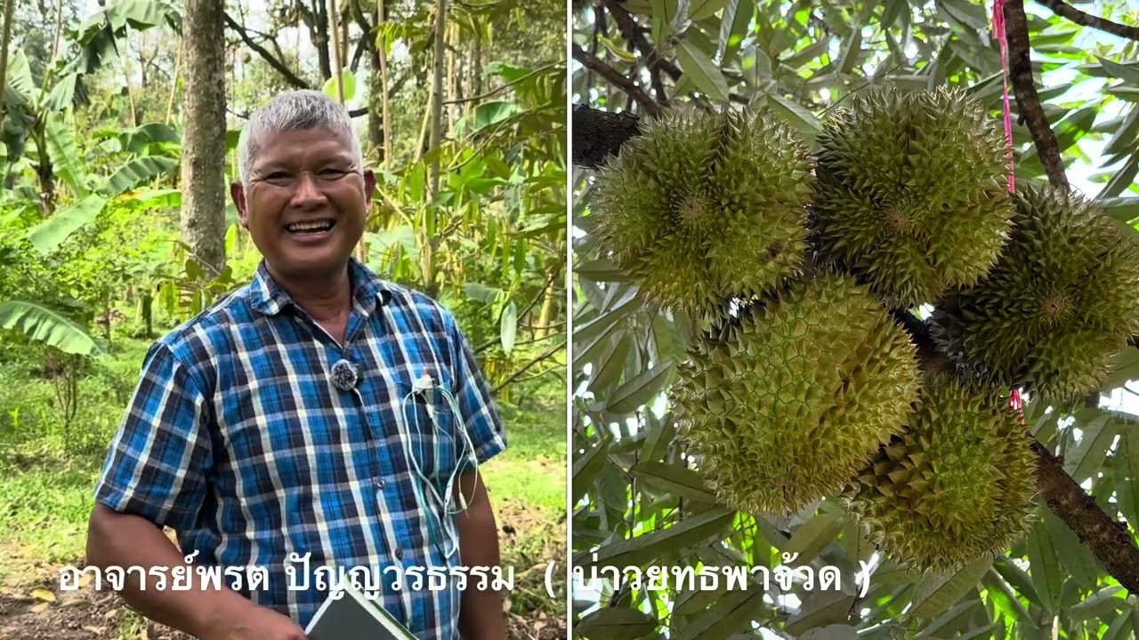 กดอมิโนโปรตีนดีอย่างไร ทำหน้าที่อะไรในพืช อ.พรต เล่าให้ฟัง | บ่าวยุทธพาจ้วด
