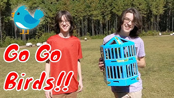 New Go Go Birds by ZING Toys!