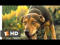 A Dog's Way Home (2018) - Hunted by Coyotes Scene (3/10) | Movieclips