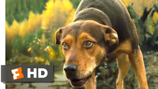 A Dog's Way Home (2018) - Hunted by Coyotes Scene (3/10) | Movieclips