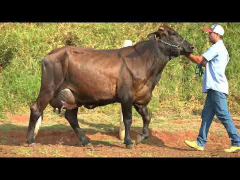 Lote 1 • 7º Leilão Virtual Girolando Fazenda Diamante • 0230CI   750