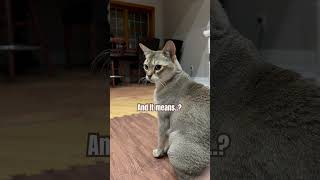 What does it mean?👈🏻 #cat #studywithmeandmycat #funny