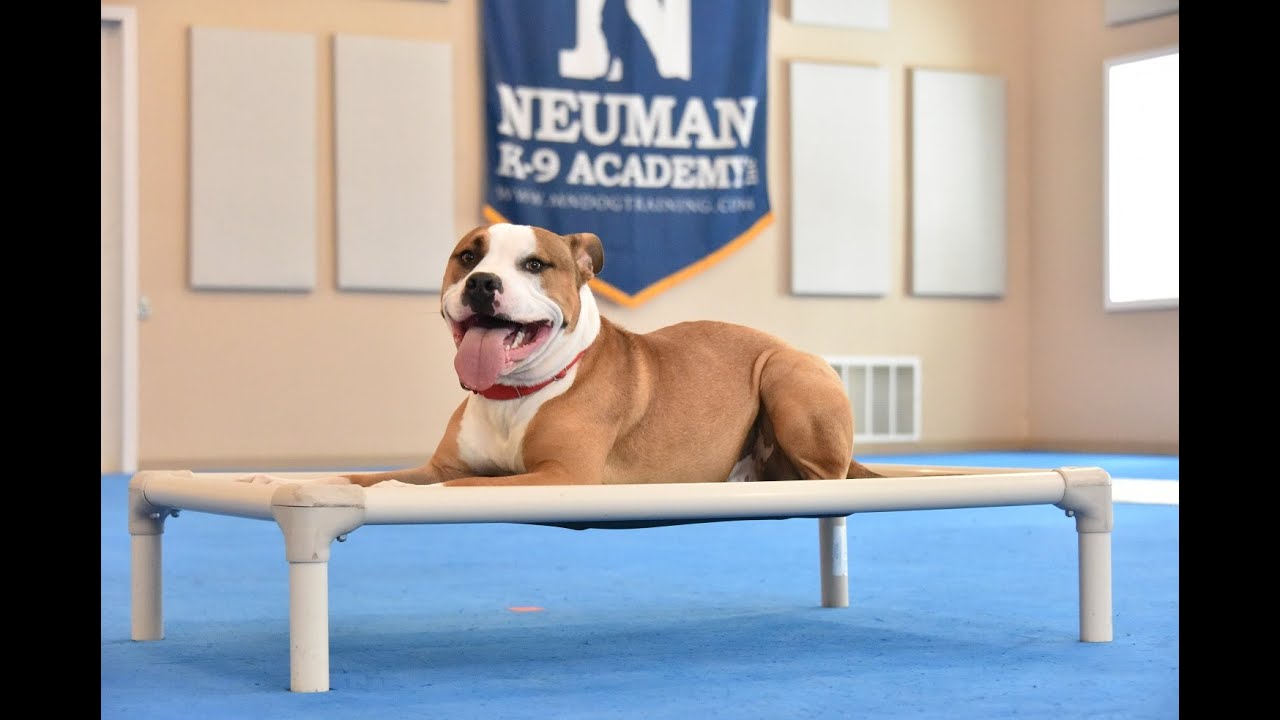 Tugboat (American Bulldog/APBT) Puppy Camp Dog Training Video