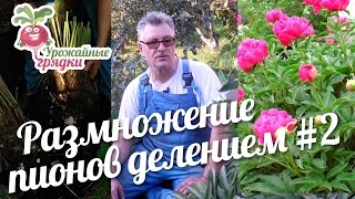 Размножение пионов делением #2 urozhainye_gryadki(Ну вот продолжаем выкапывать и пересаживать пион. Выполнив несколько «легких» движений лопатой в течении..., 2016-12-13T12:00:01.000Z)