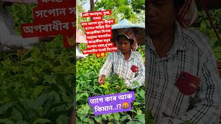 Assam Tea Garden | Zubeen Garg #viral #love #teagarden #assam #justiceforzubeengarg #shorts #green