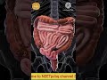 #intestine 3d animation #digestivewellness #biology