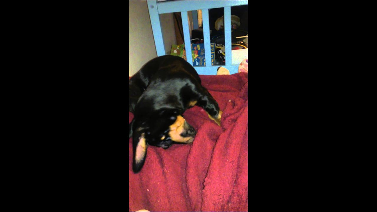 Weiner dog having allergic reaction YouTube