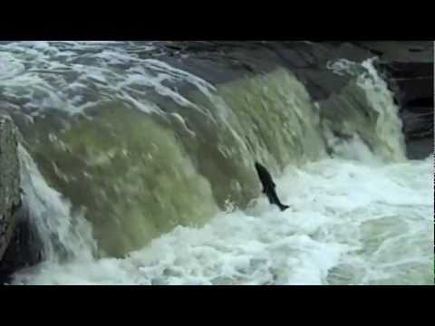 Salmon Habitat Restoration In Coos Bay