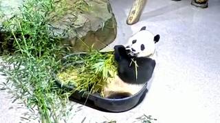 Bao Li the Panda Enjoying a Peaceful Bamboo Snack 大熊猫宝力 260803