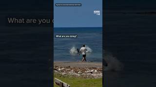 Tourist hurls huge rock at threatened Hawaiian monk seal on Maui