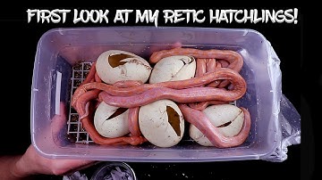 First Look at my Reticulated Python Hatchlings!  Giving Them Names!
