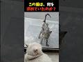 この猫は、何を求めていたのか