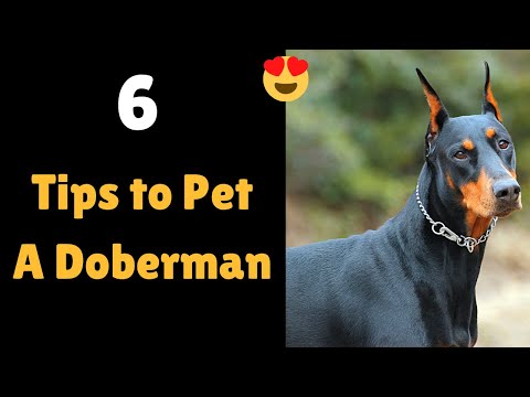 How to Properly Care for a Doberman Pinscher? | 6 Proper Tips and Steps to Doberman Care |