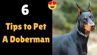 How to Properly Care for a Doberman Pinscher? | 6 Proper Tips and Steps to Doberman Care |