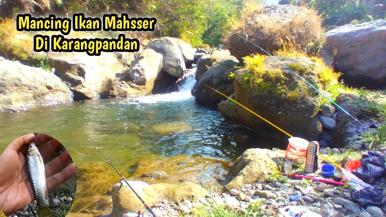 Mancing Ikan Dewa Mahsser Di Karangpandan Karanganyar