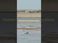 Nature_Central Coast_Australian pelican_Birds
