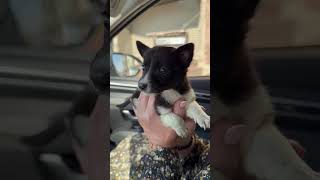 Tiny Puppy Doused In Caustic Substance Cries In Pain And Fear Story Below