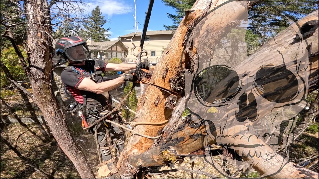 Dead Madrone: The best firewood on the Planet.