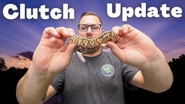 GHI Ball Python Clutch Update