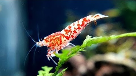 NUÔI TÉP CẢNH CHUNG VỚI CÁ 7 MÀU | Guppy Diary #108