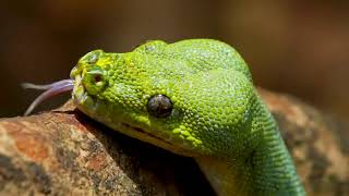 Port Moresby Nature Park: Corporate Video 2019