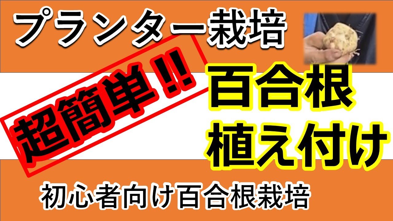 超簡単 百合根のプランター栽培 Youtube