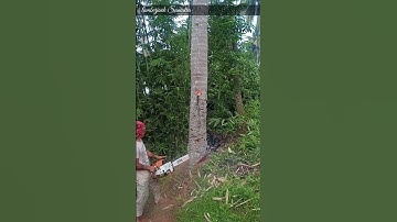 the process of cutting down coconut trees#cuttingdowntrees