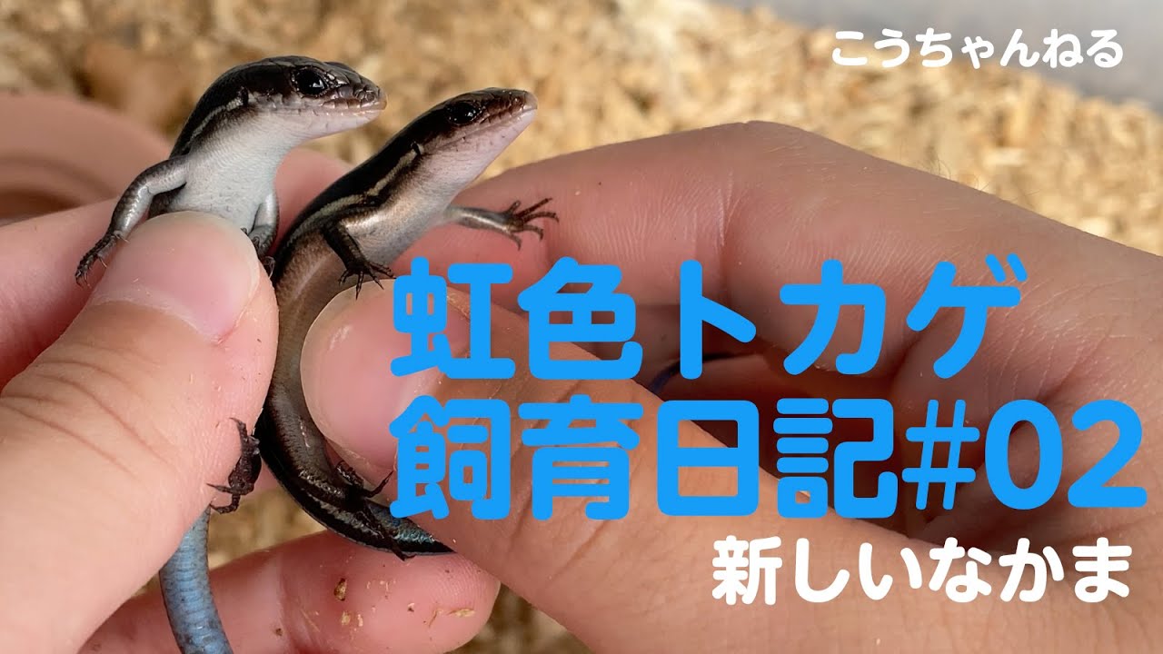 虹色とかげ（ニホントカゲ）飼育日記#02 新しい仲間 (Japanese five
