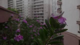 Rain Nostalgia Microshot Mec Mastershot