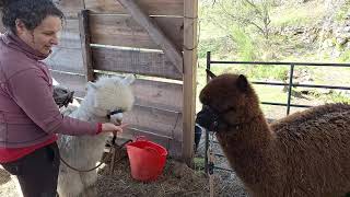 Alpacas de Gredos: The Boys, Nitos and Bruno, Together in Harness Training